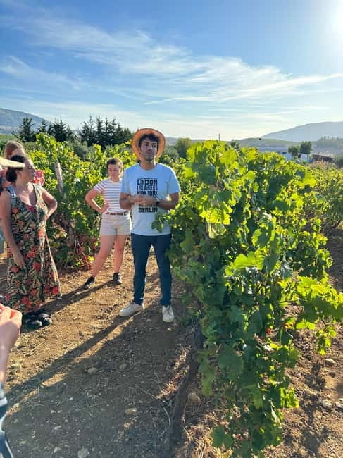 Alcamo: Natural Wine & Olive Oil Tasting - Sicily - Who Will Most Enjoy This Tour?