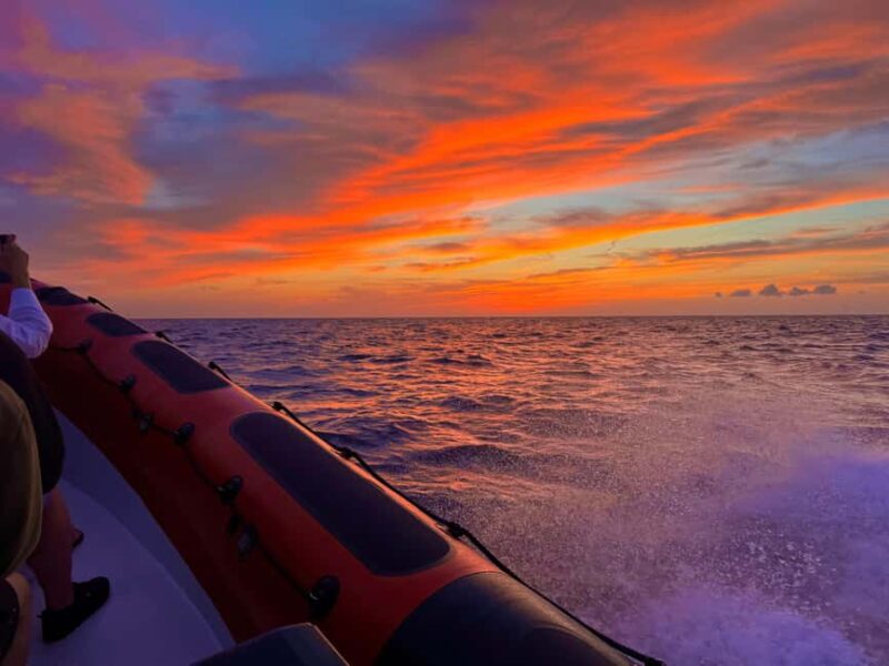 Alcudia: Dolphin Watching at Sunrise with Speedboat - Meeting Point and Practical Details