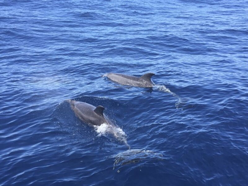 Alcudia: Sailing Yacht Excursion with Wine & Tapas - Key Points