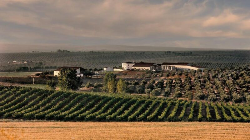 Alentejo Wine Tour from the Algarve - Visiting a Traditional Winery with Guided Tours and Tastings