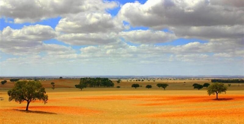 Alentejo Wine Tour from the Algarve - The Region’s Appeal: A Blend of Tradition and Innovation