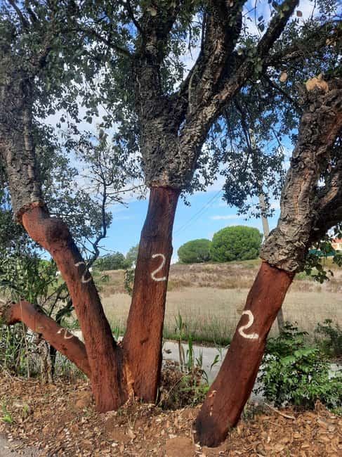 Algarve: 4x4 Safari Tour - from Coastal Wonders to Rural Treasures - Visiting Harvard Winery and Scenic Mountain Drive