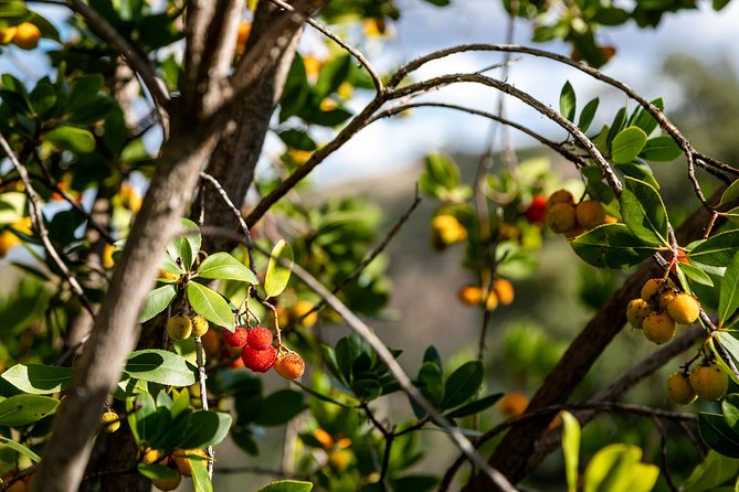 Algarve a la Carte - Enjoying a Delicious Included Lunch