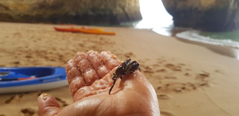 Algarve: Benagil Cave Sunrise Kayak Tour with Shower Use - Navigating Multiple Caves and Beaches