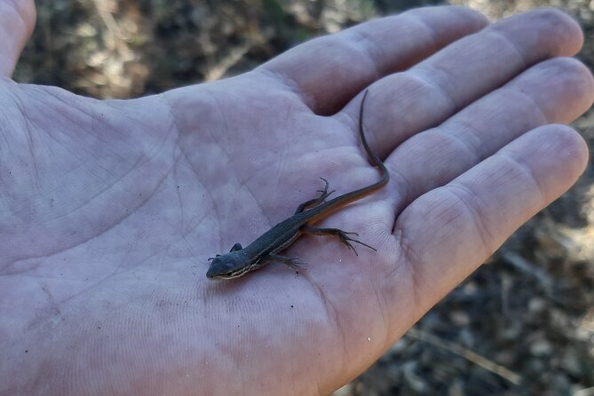 Algarve Charms - 7 Hours Private - Unique Aspects: Wild Fruits, Herbs, and Cultural Insights