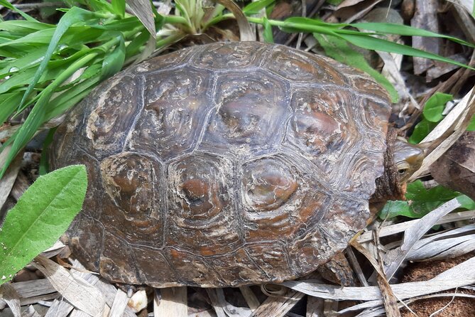 Algarve Charms - 7 Hours Private - The Sum Up: A Cultural and Scenic Day in the Algarves Interior