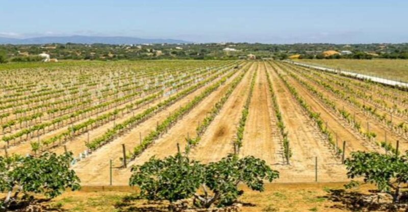Algarve: Classic Wine Tour & Tasting in Silves - Key Points