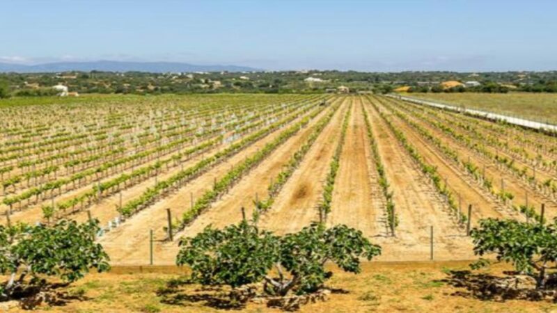 Algarve: Classic Wine Tour & Tasting in Silves - Guided Tour of the Vineyard and Production Rooms