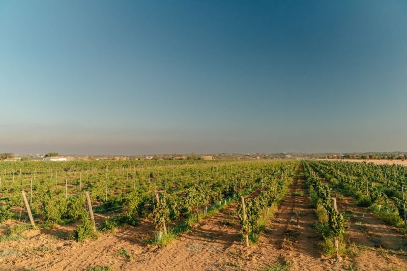 Algarve: Classic Wine Tour & Tasting in Silves - Who Will Enjoy This Tour Most