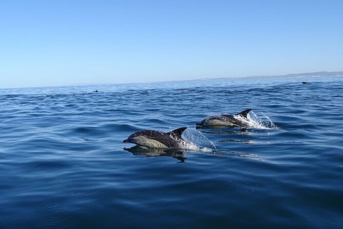 Algarve Dolphin Watching & Marine Life Eco Tour - Who Will Love This Tour?
