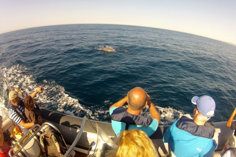 Algarve Dolphin Watching & Marine Life Eco Tour - Discover the Algarve Marine Life on a 2.5-Hour Eco Tour