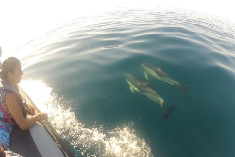 Algarve Dolphin Watching & Marine Life Eco Tour - Exploring Ria Formosa and Santa Maria Cape