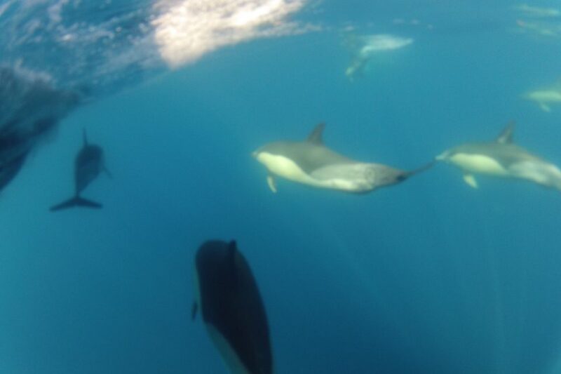 Algarve Dolphin Watching & Marine Life Eco Tour - The Role of the Marine Biologist Guide