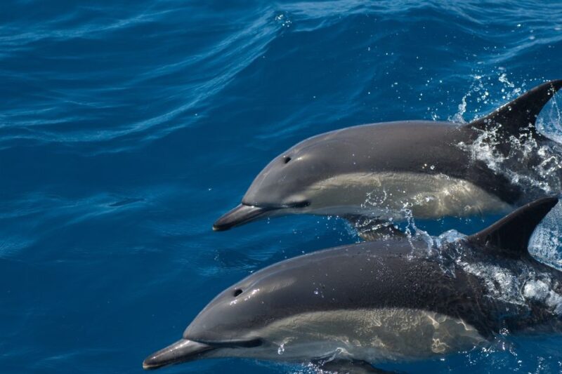 Algarve Dolphin Watching & Marine Life Eco Tour - The Boat and Safety Measures