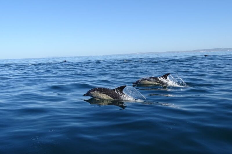 Algarve Dolphin Watching & Marine Life Eco Tour - Flexibility and Booking Options