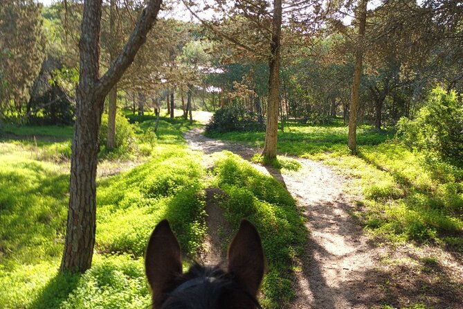 Algarve - Exclusive horseriding in Portimao (no experience required) - The Experience for Different Ages and Comfort Levels