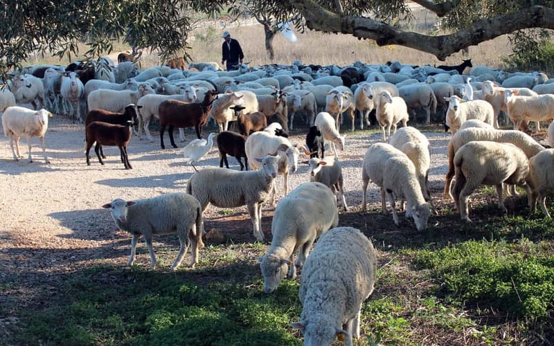 Algarve Explorer Half-Day ATV Tour - Practical Details and Group Dynamics