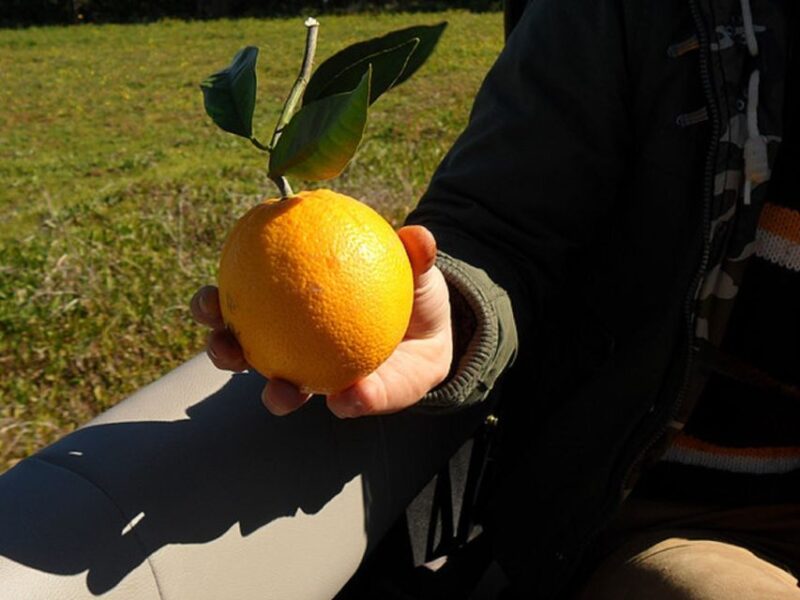 Algarve Full-Day Jeep Safari Tour with Lunch - Expert Guides with a Passion for the Region