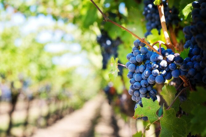 Algarve Landscapes & Winery - Artisans and Pottery in Porches