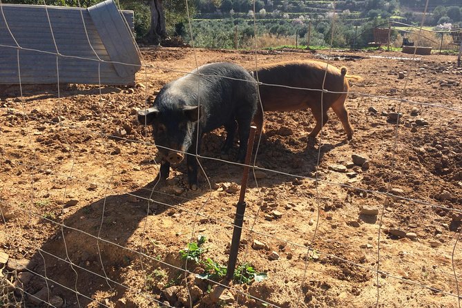 Algarve Mountains & Villages - Half Day Jeep Safari Trip - The Rich Heritage of Alte’s Fountains and Local Drinks