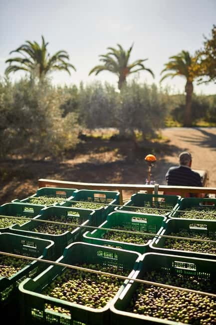 Algarve: Olive Oil, Market, and Ria Formosa Boat Tour - Frequently Asked Questions