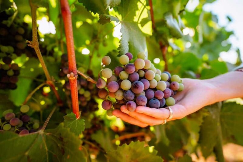 Algarve: Private Classic Car Escape & Signature Wine Tasting - Key Points