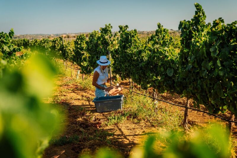 Algarve: Vineyard Tour & Premium Wine Tasting in Silves - Touring the Vineyards and Cellar: What You Will See
