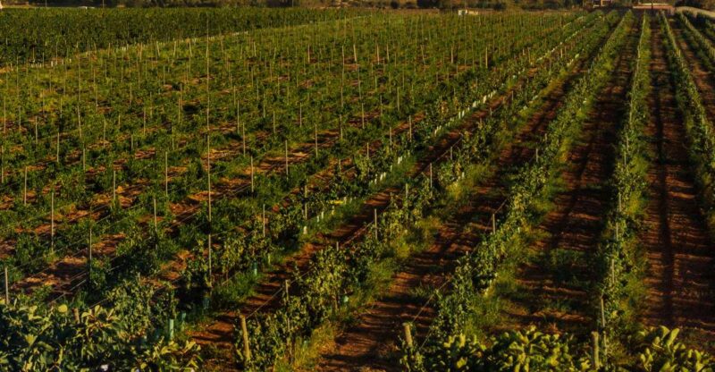 Algarve: Vineyard Tour & Premium Wine Tasting in Silves - Practical Details: Meeting Point and Accessibility