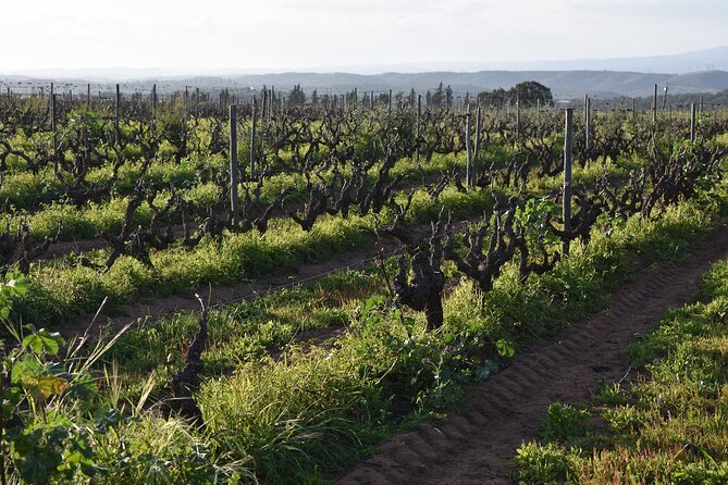 Algarve wine tour and farmer's lunch at wine estate - What Makes This Tour Stand Out?