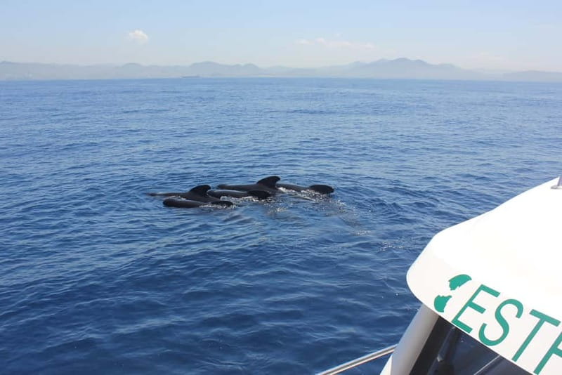 Algeciras: Dolphin and whale watching in reduced groups - Explore Marine Life Off the Coast of Algeciras in an Intimate Setting