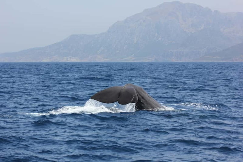 Algeciras: Dolphin and whale watching in reduced groups - Key Points