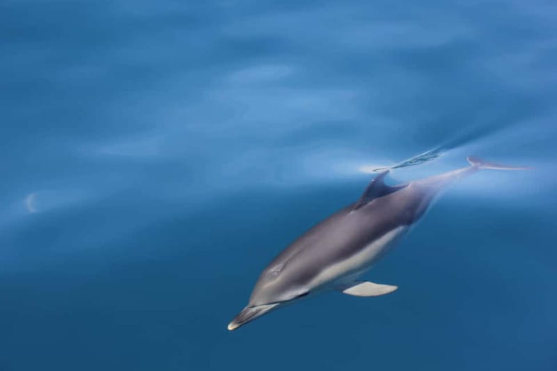 Algeciras: Dolphin and whale watching in reduced groups - Meet the Expert Biologist on Board