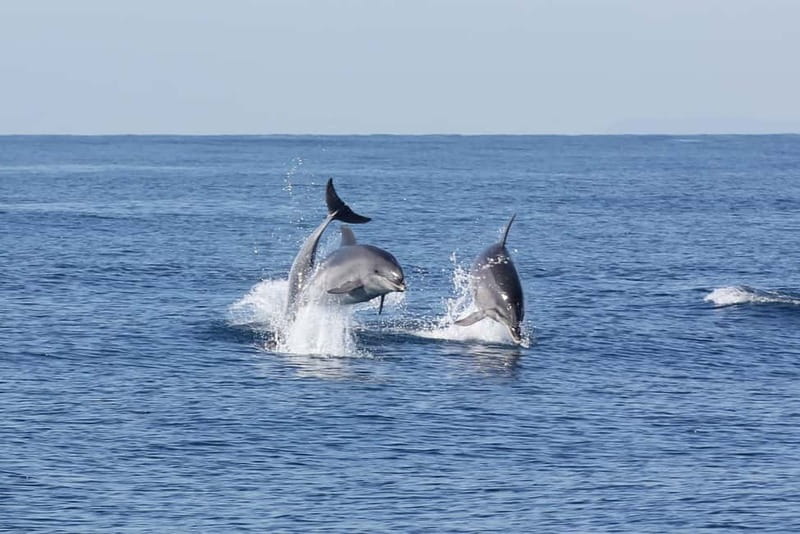 Algeciras: Dolphin and whale watching in reduced groups - Practical Details and Booking Flexibility
