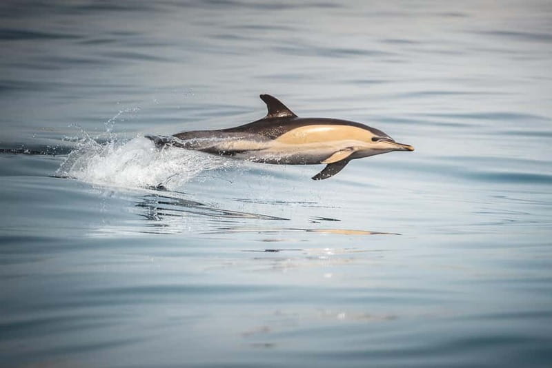 Algeciras: Dolphin and whale watching in reduced groups - The Experience Provider: Estrecho Natura