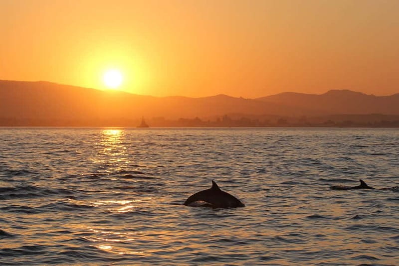 Algeciras: Dolphin and whale watching in reduced groups - Comparing Similar Experiences in the Area