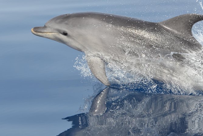 Alghero - Dolphin Watching and Guided Snorkeling (summer tour) - Key Points