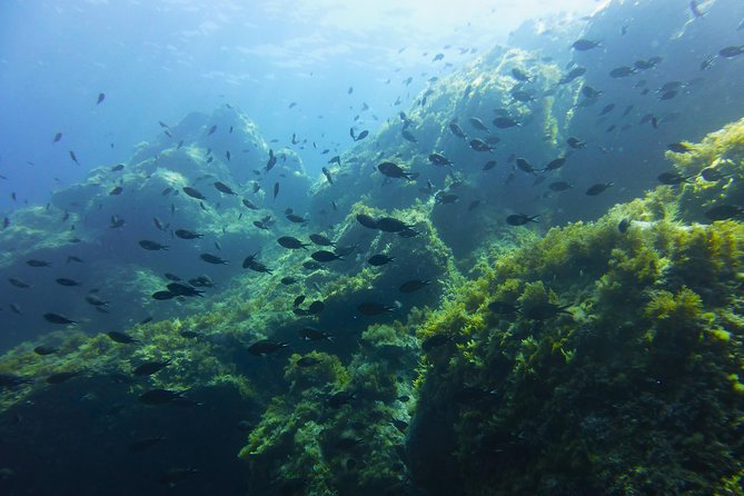 Alghero - Dolphin Watching and Guided Snorkeling (summer tour) - Starting Point and Duration of the Dolphin Watching Tour