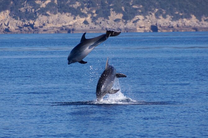 Alghero - Dolphin Watching and Guided Snorkeling (summer tour) - The Role of the Guides and Conservation Focus