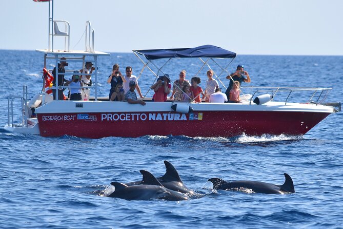 Alghero - Dolphin Watching and Guided Snorkeling (summer tour) - Practical Information and Safety Measures