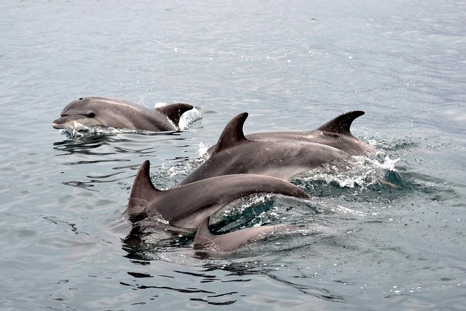 Alghero - Dolphin Watching (Spring & Autumn Tour) - In-Depth Look at the Scientific Approach and Conservation Focus