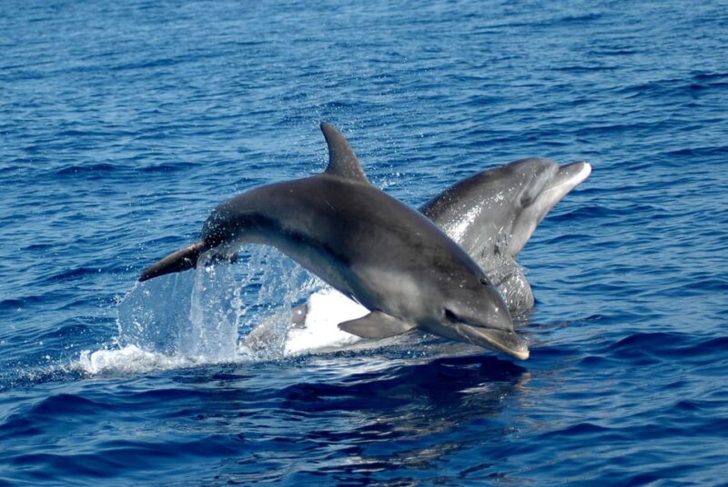 Alghero: Dolphin Watching Tour with Marine Biologists - Meeting Point and Practical Arrangements in Alghero