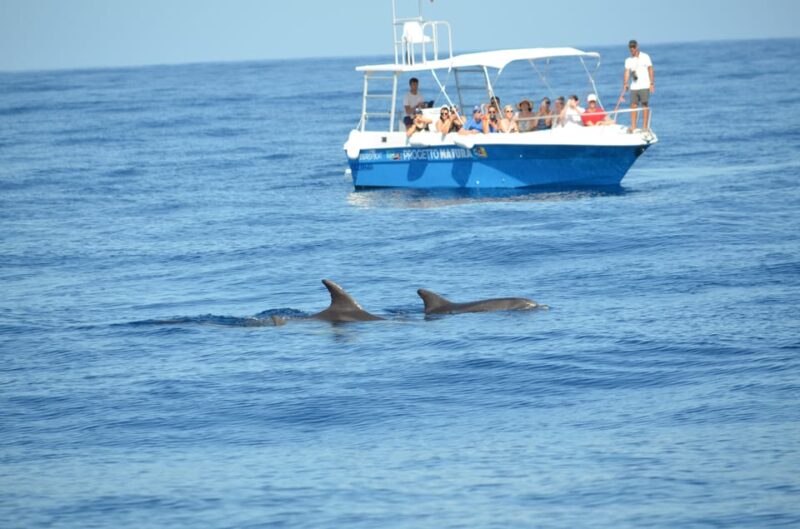 Alghero: Dolphin Watching Tour with Marine Biologists - The Dolphins: Species and Behavior Insights