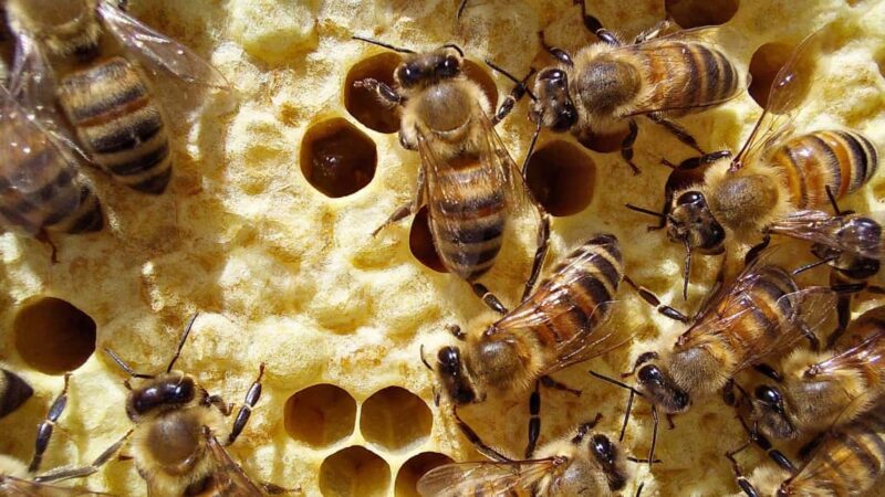 Alghero: Guardia Grande Bee Garden with Guided Tour - Location and Meeting Point Near Via Punta Cristallo