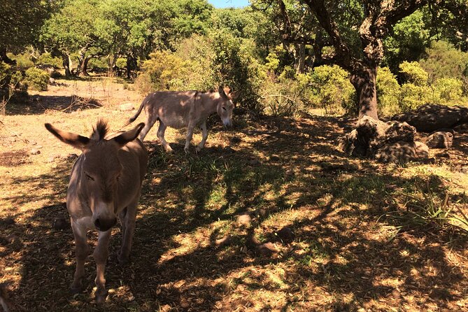 Alghero: Jeep tour to discover nature and breathtaking landscapes - Relaxing at the Sardinian Beach and Tasting Local Delicacies