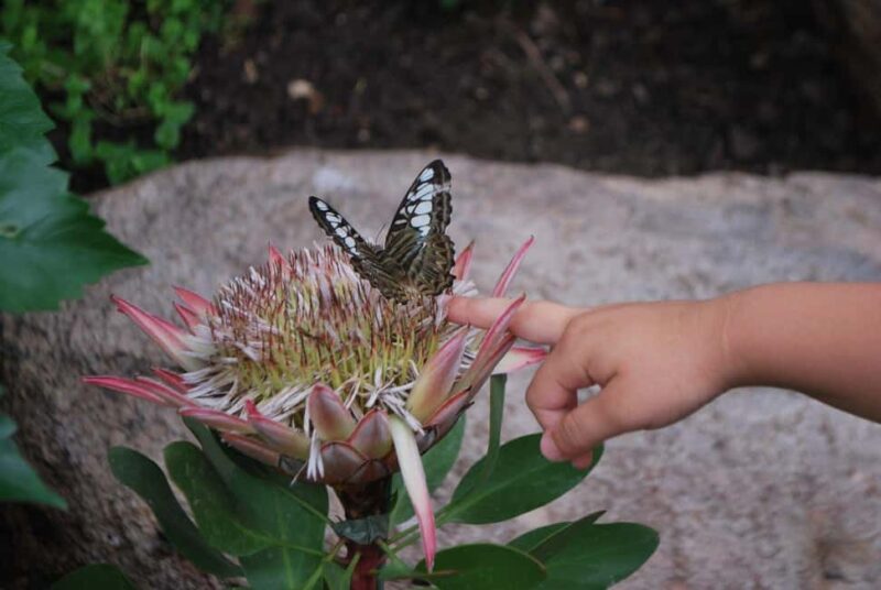 Alghero: Visit at the Butterfly House - A Unique Nature Encounter Near Alghero in Sardinia