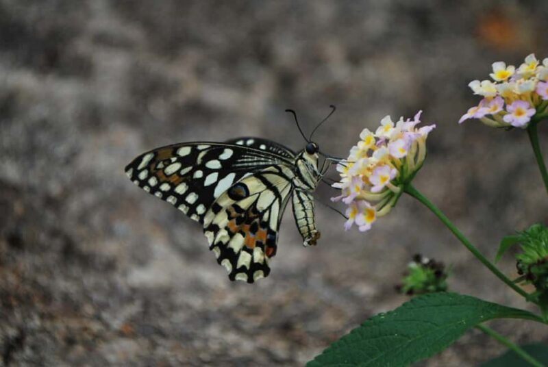 Alghero: Visit at the Butterfly House - Key Points