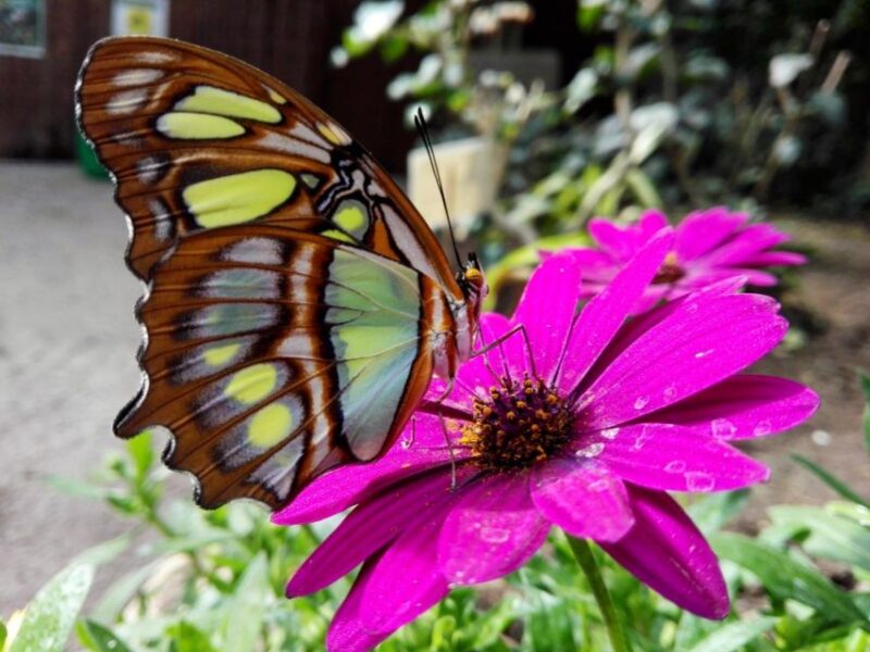 Alghero: Visit at the Butterfly House - Practical Details: What to Bring and How to Prepare