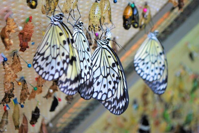 Alghero: Visit at the Butterfly House - Comparing Similar Experiences Near Alghero