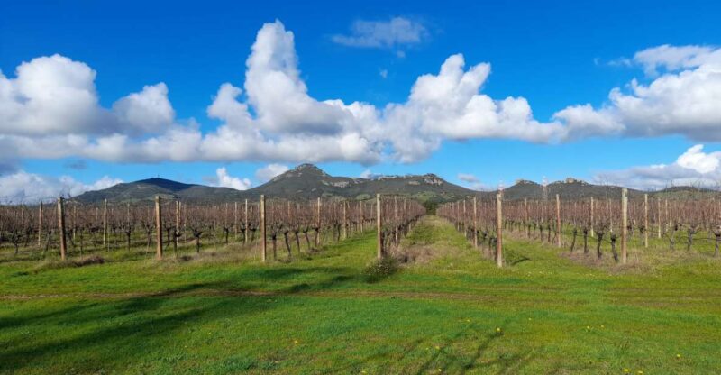 Alghero: wine tasting w/ local aperitif in the vineyard - An Authentic Sardinian Vineyard Walk