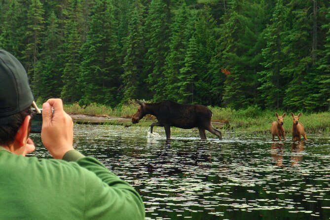 Algonquin Park 4-Day Deluxe Camping & Canoeing Adventure - Day 4: Optional Sunrise and Reflection